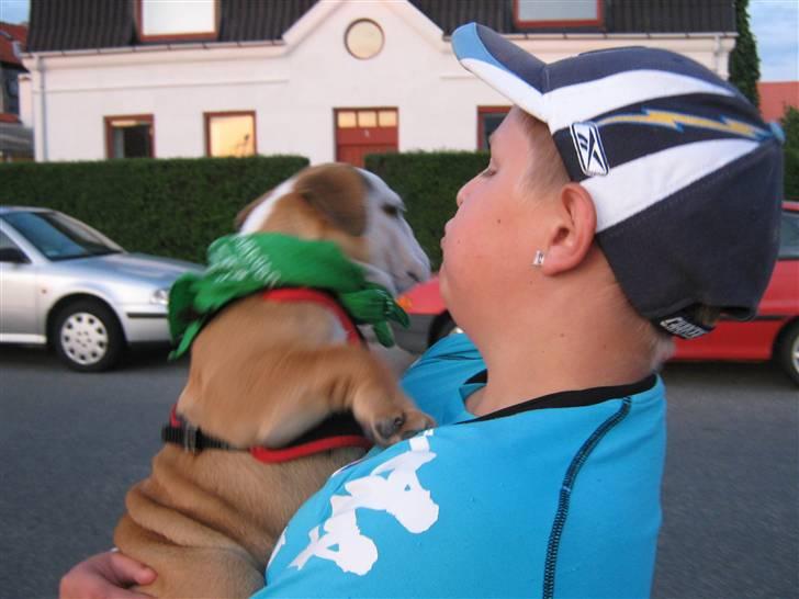 Olde english bulldogge Tyson billede 20