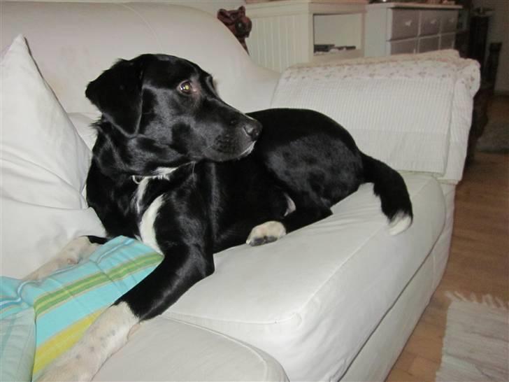 Labrador retriever Balder *Bassen* billede 19