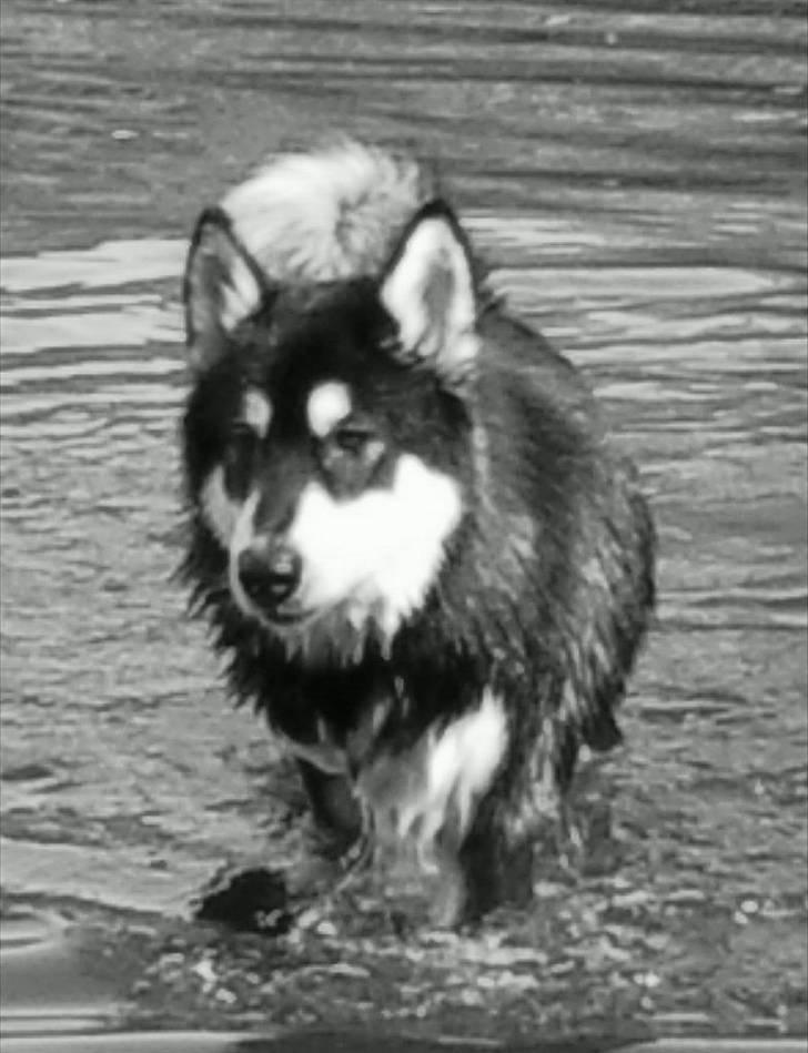 Alaskan malamute Qno billede 1