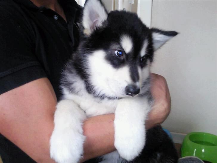 Alaskan malamute Qno billede 2