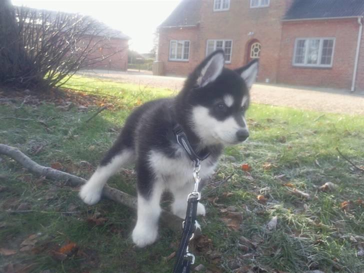 Alaskan malamute Qno billede 3