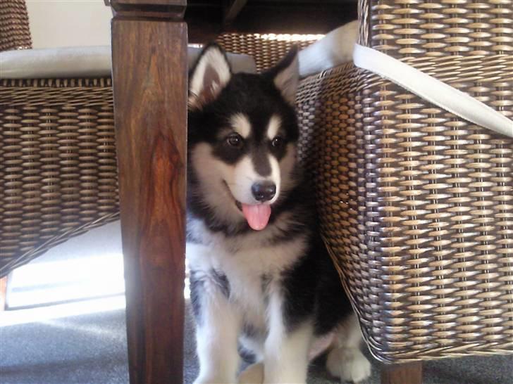 Alaskan malamute Qno billede 4
