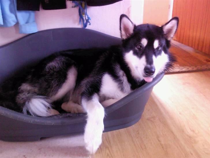 Alaskan malamute Qno - doven dyret billede 5