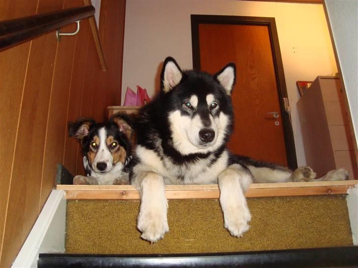 Alaskan malamute Qno billede 6