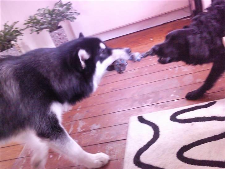 Alaskan malamute Qno - træk så,  hvem vinder billede 7