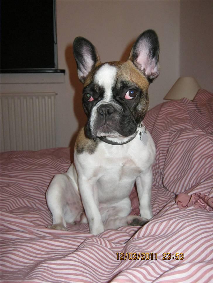 Fransk bulldog Karla (Tidligere hund) billede 2