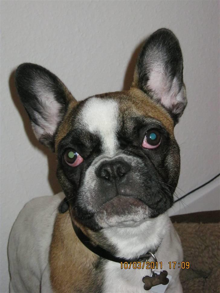 Fransk bulldog Karla (Tidligere hund) billede 1