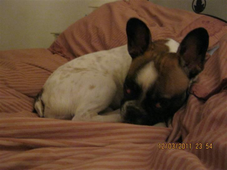 Fransk bulldog Karla (Tidligere hund) billede 3