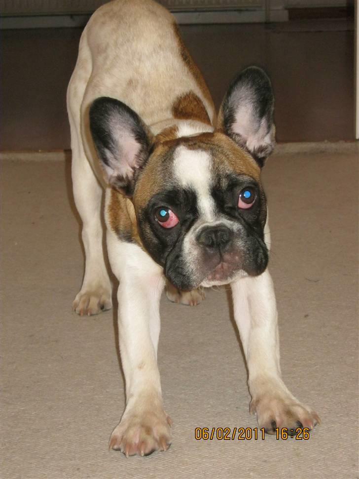 Fransk bulldog Karla (Tidligere hund) billede 4