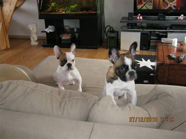 Fransk bulldog Karla (Tidligere hund) - Her med sin bror Ejgil :) billede 5