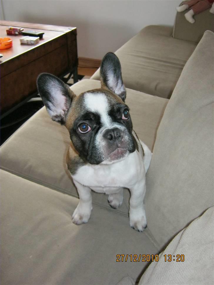 Fransk bulldog Karla (Tidligere hund) billede 6