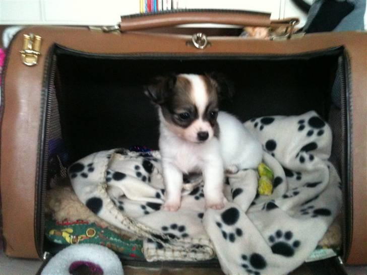 Chihuahua Molly billede 1