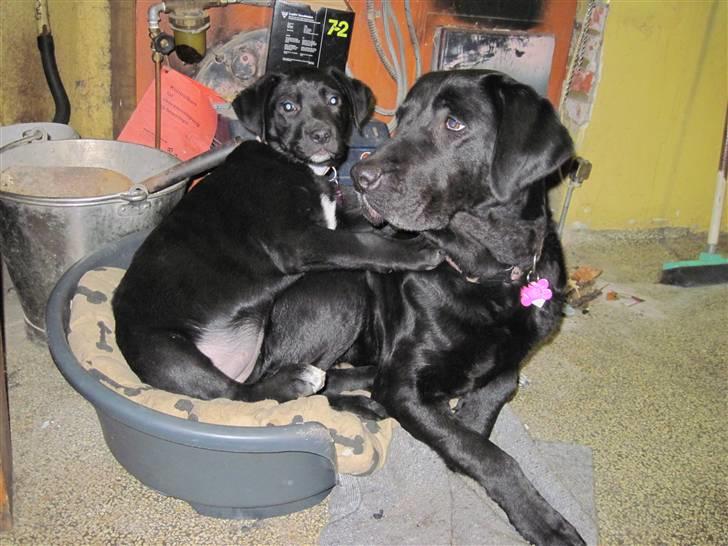 Blanding af racer tulle billede 8