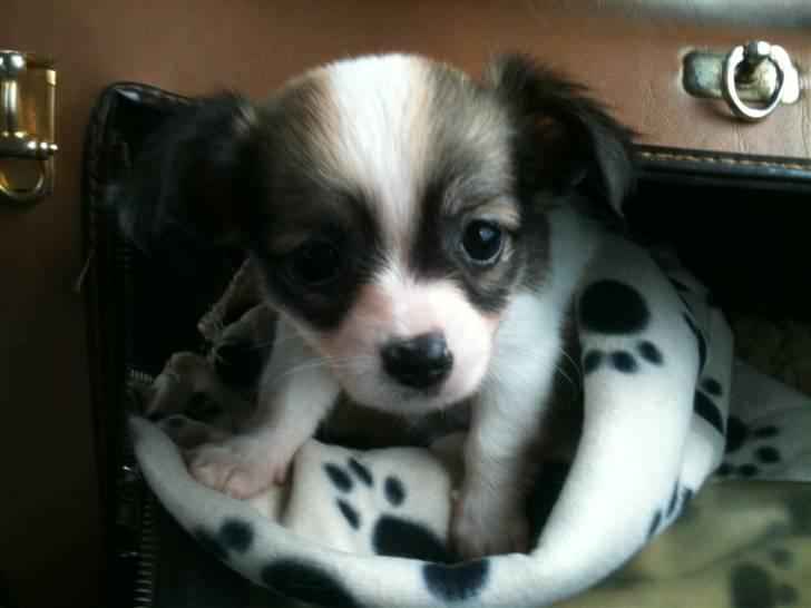 Chihuahua Molly billede 2