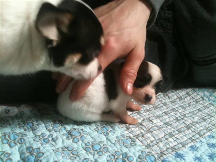 Chihuahua Molly billede 3