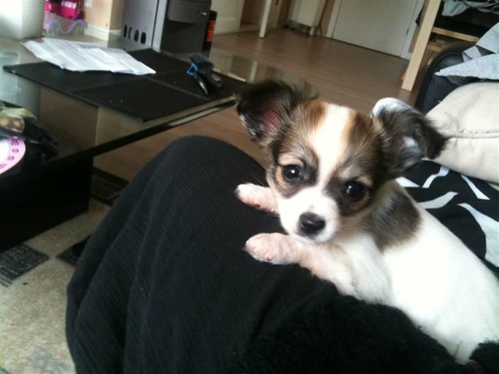 Chihuahua Molly billede 4