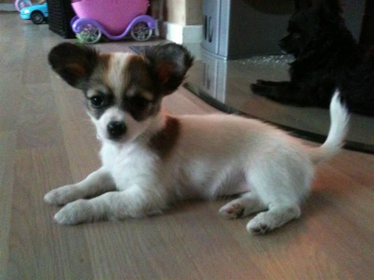 Chihuahua Molly billede 5