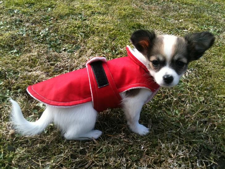 Chihuahua Molly billede 6