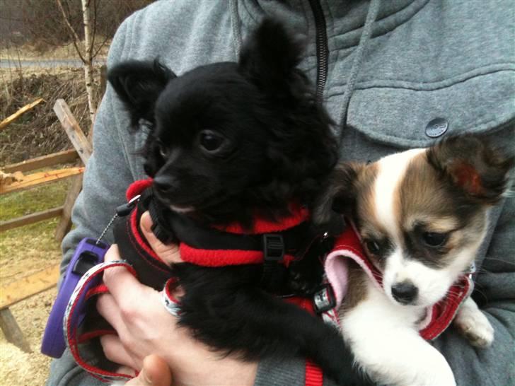 Chihuahua Molly billede 7