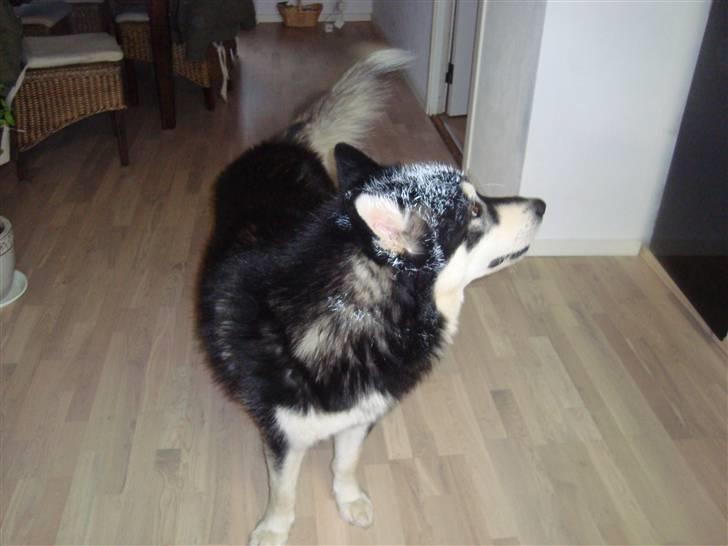 Alaskan malamute Qno - sådan går det når man vil hjælpe med at male.. billede 8