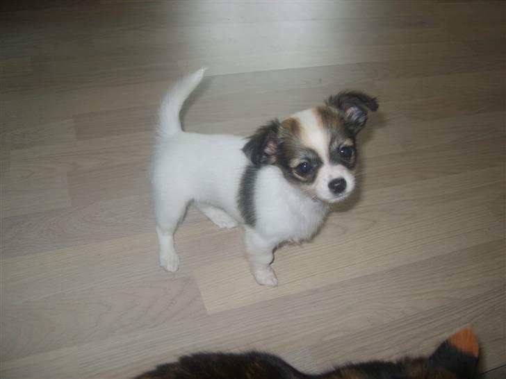 Chihuahua Molly billede 8