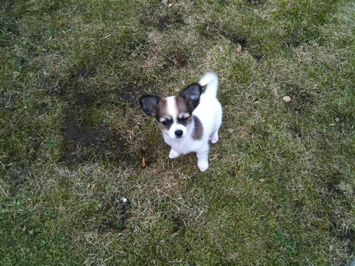 Chihuahua Molly billede 9