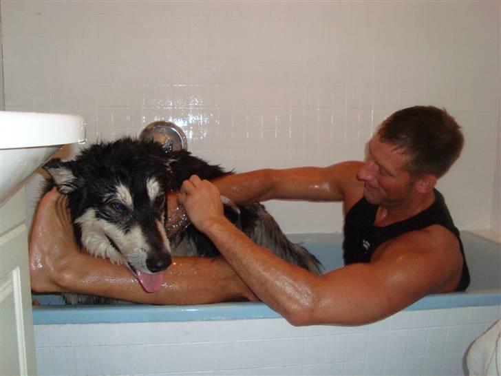 Alaskan malamute Qno - og efter male hjælpen må man så i bad hehe.   billede 9
