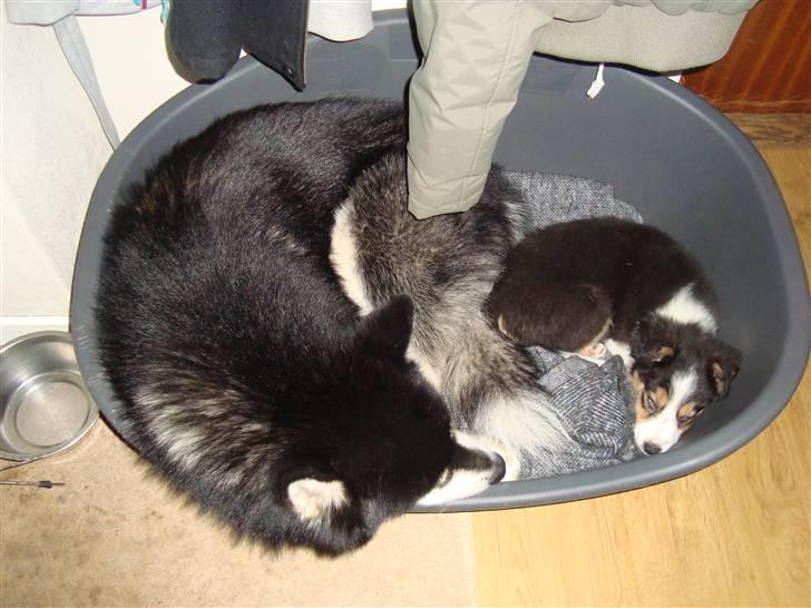 Alaskan malamute Qno billede 10