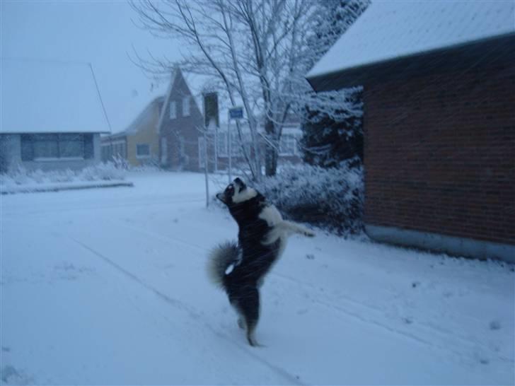 Alaskan malamute Qno billede 11