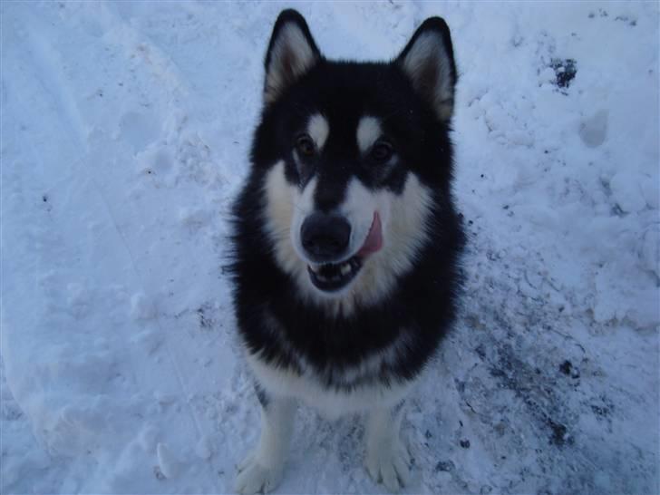 Alaskan malamute Qno billede 12
