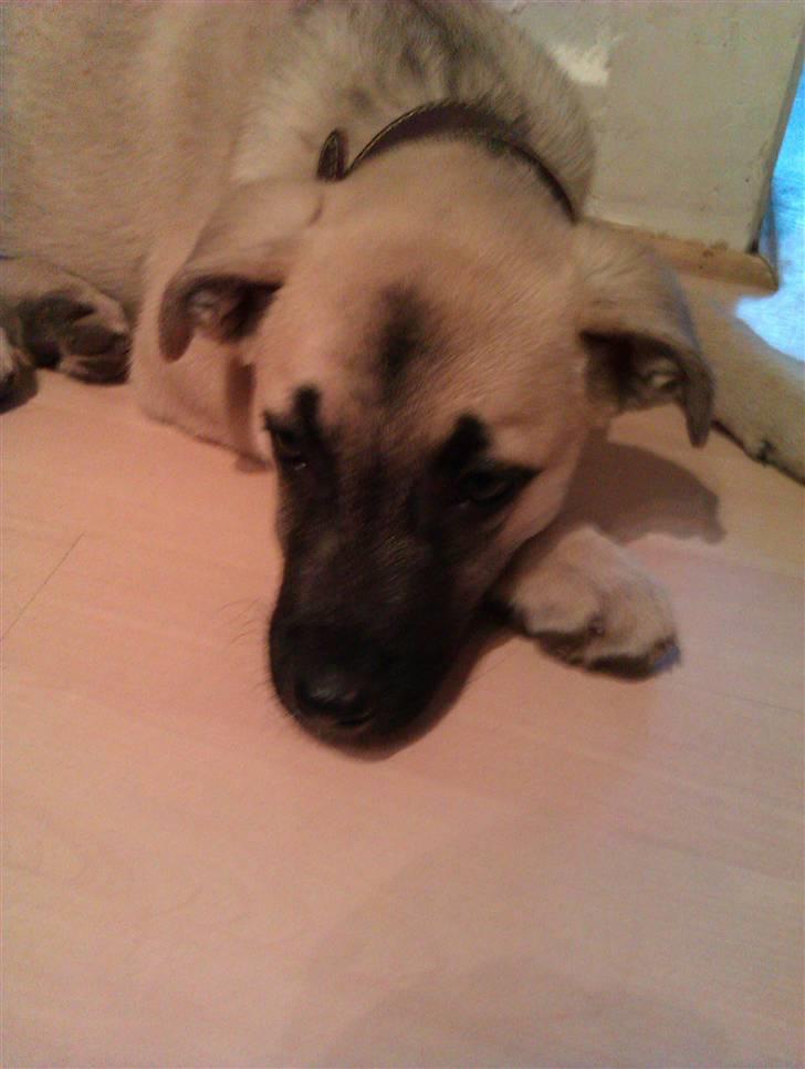 Blanding af racer Luna billede 1