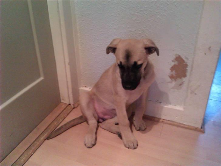 Blanding af racer Luna billede 2