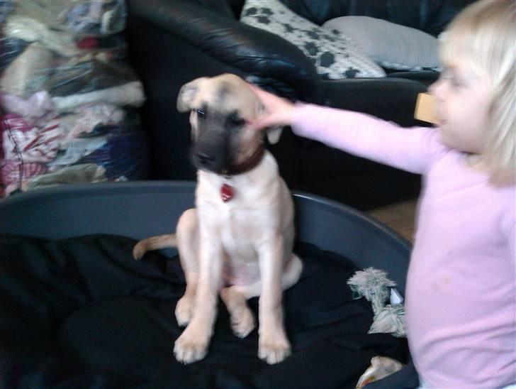 Blanding af racer Luna billede 3