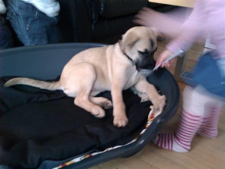 Blanding af racer Luna billede 4