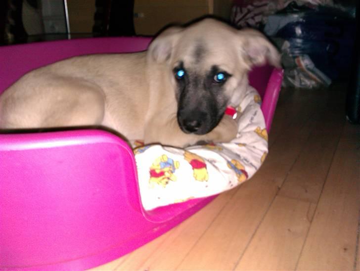 Blanding af racer Luna billede 5