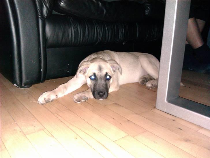 Blanding af racer Luna billede 6