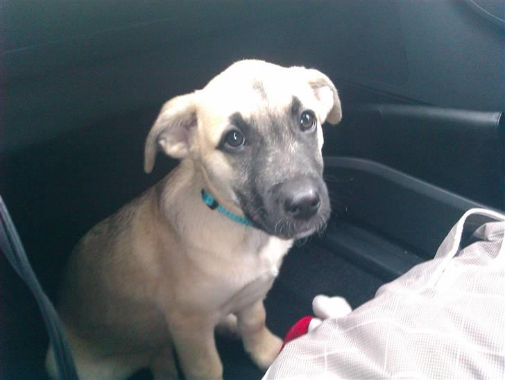 Blanding af racer Luna billede 7