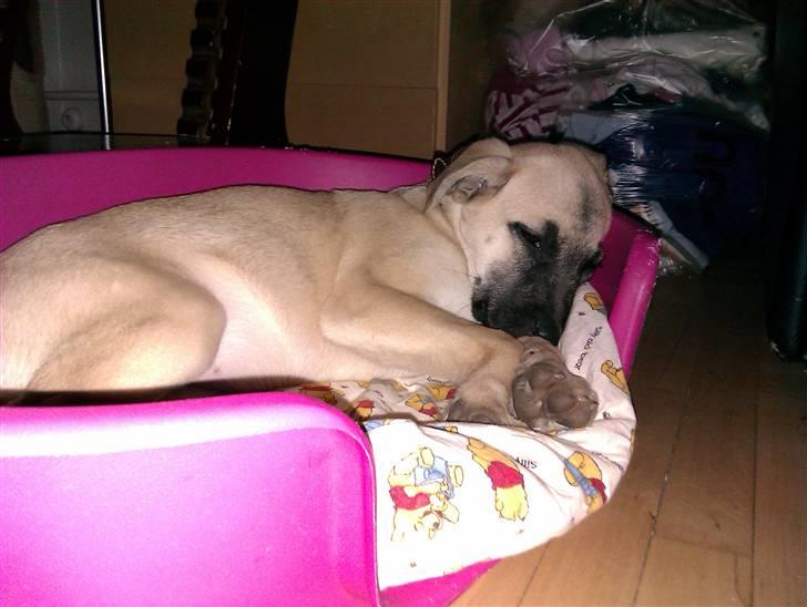 Blanding af racer Luna billede 8