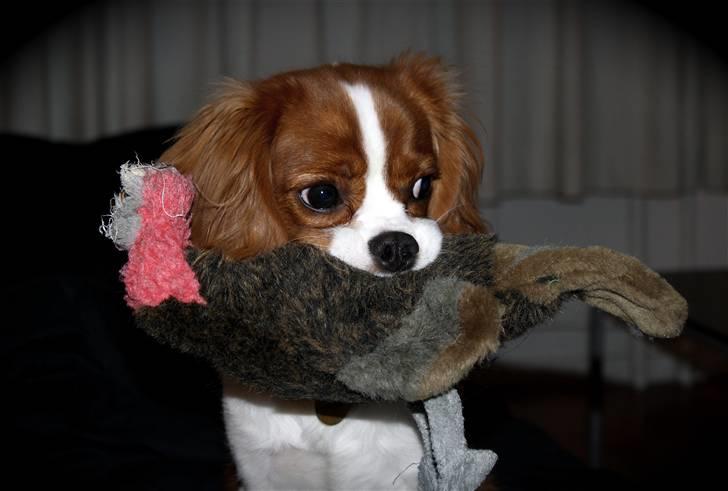 Cavalier king charles spaniel Jagger billede 17