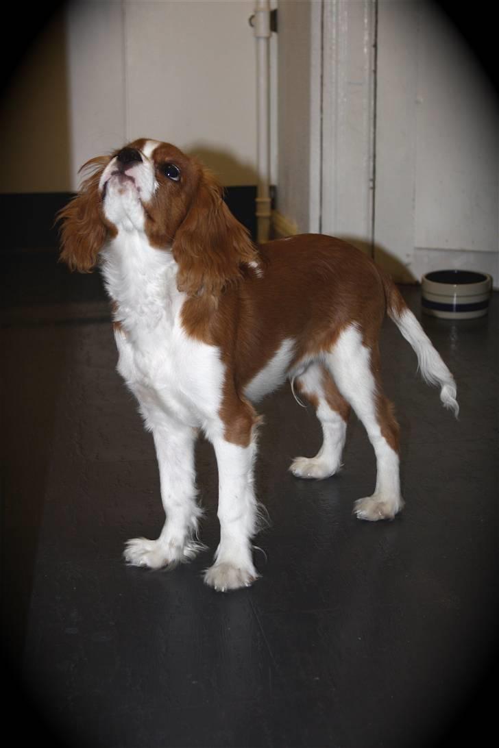 Cavalier king charles spaniel Jagger billede 18