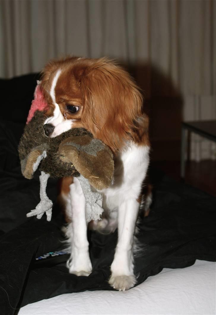 Cavalier king charles spaniel Jagger - Jægeren Jagger har fanget en kalkun af plys. billede 4