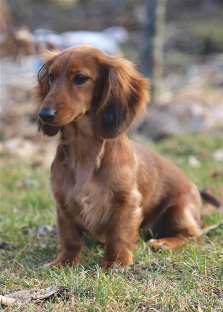 Dværggravhund Xingu billede 3