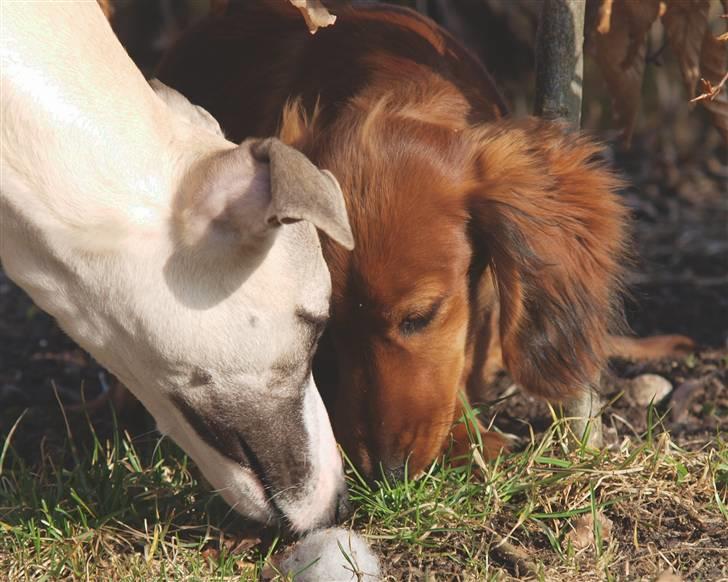 Dværggravhund Xingu billede 4
