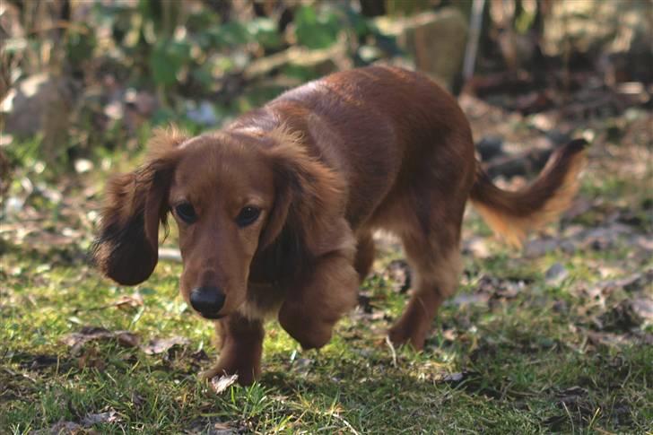 Dværggravhund Xingu billede 5