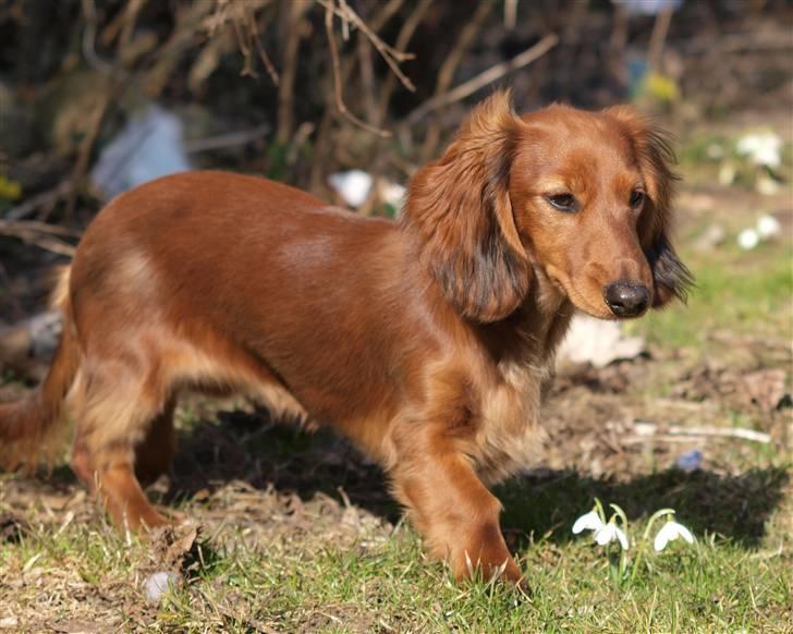 Dværggravhund Xingu billede 6