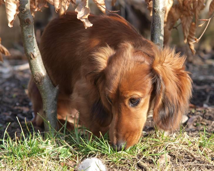 Dværggravhund Xingu billede 7