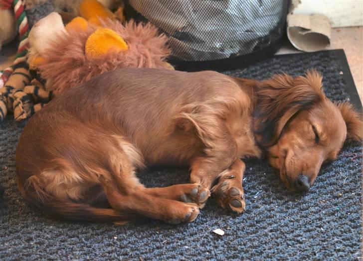 Dværggravhund Xingu billede 8