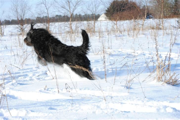 Blanding af racer Kiki - RIP billede 9