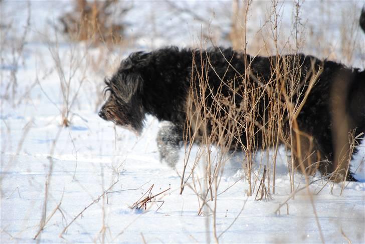 Blanding af racer Kiki - RIP billede 10