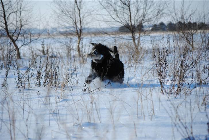 Blanding af racer Kiki - RIP billede 11